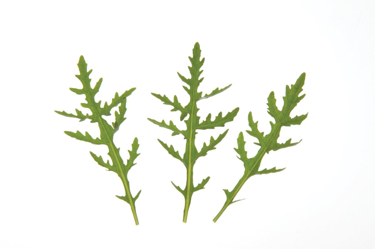 Sylvetta – Arugula Seed